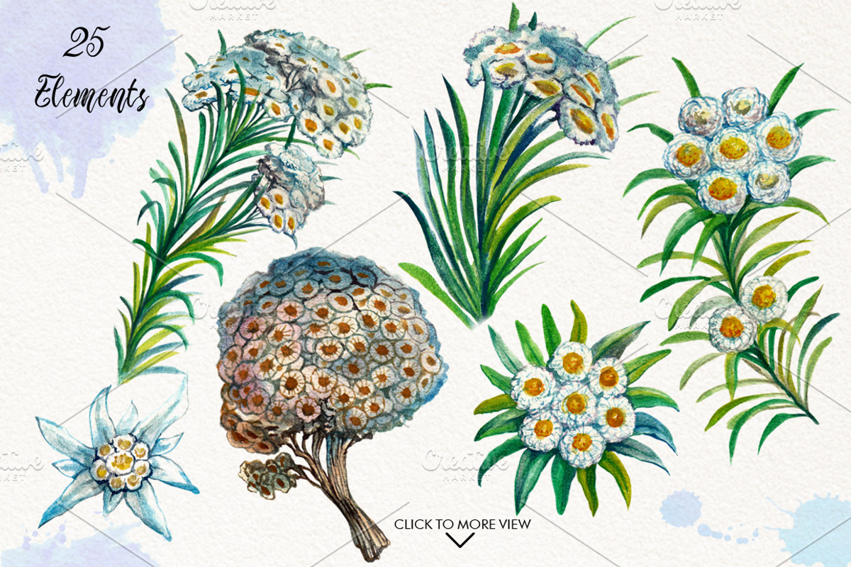 Watercolor Edelweiss, a Decorative Illustration by Graphobia (Photo 2 of 8)