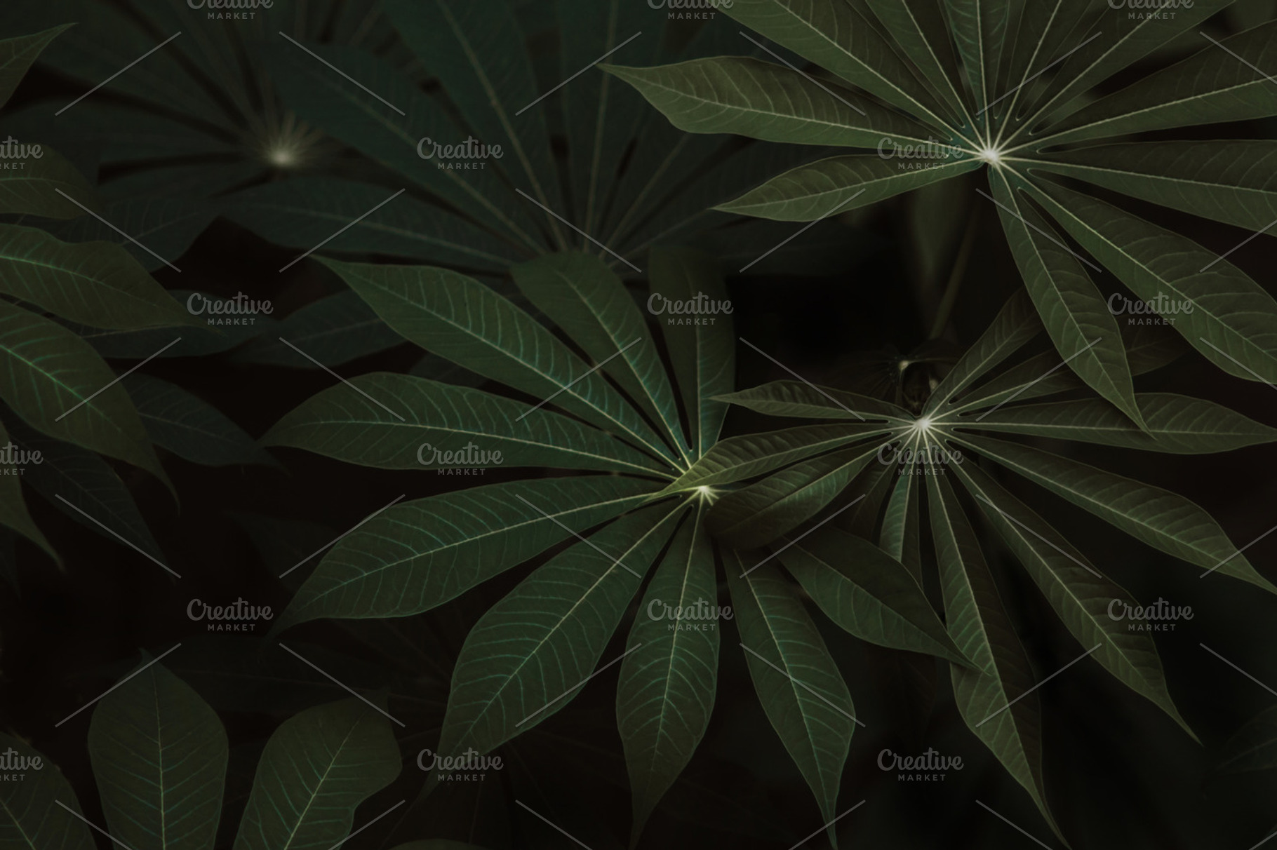Dark Green Exotic Jungle Palm Leaves, a Nature Photo by Gradivis