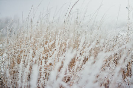 Blurred frosted grass background featuring background, brown, and frosted, a Nature Photo by Pro.Motion