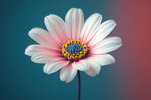 Beautiful close-up of a pink and whi, a Photo by Tanuart