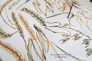 Watercolor Wheat & Field Flora, a Decorative Illustration by MayaNavits (Thumbnail 7 of 13)