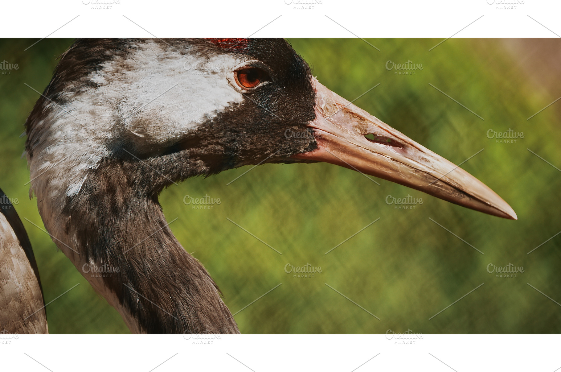 Close-up of Crane Highlighting, an Animal Photo by Our Amazing World