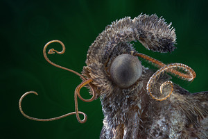 Mustache moth portrait