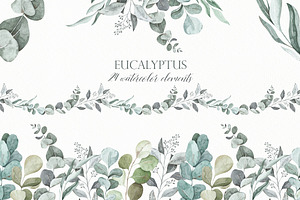 Watercolor eucalyptus clipart