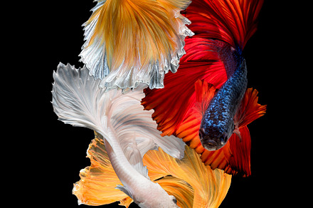 Betta fish or Siamese fighting