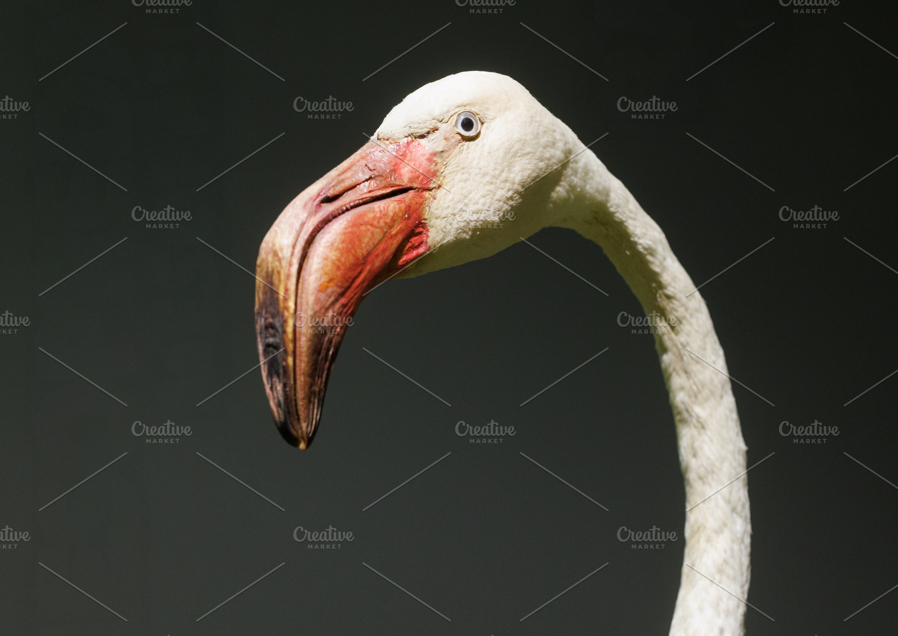 Detail of the head of a stuffed greater flamingo, an Animal Photo by Bepslabor