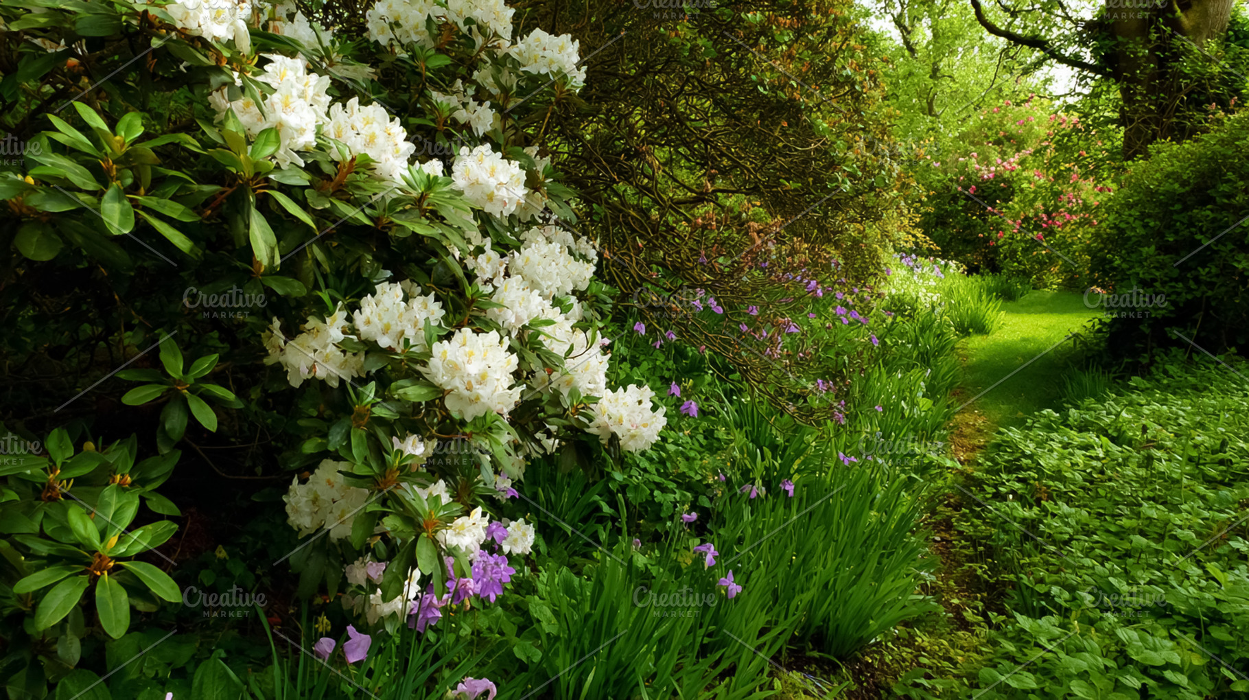 Winding garden path passing white rhododendron flowers and purpl, a Photo by Studio ANNA