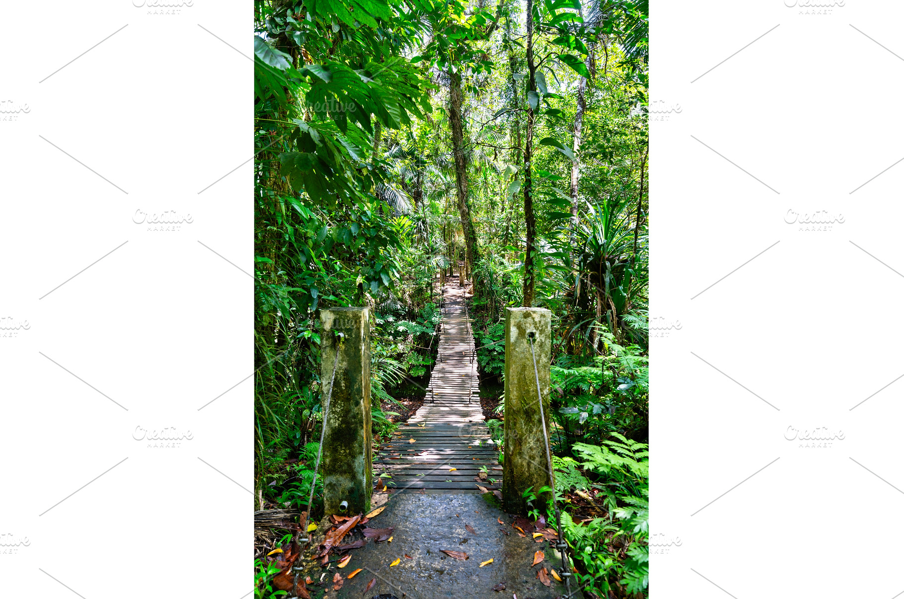Suspension footbridge on the trail, a Nature Photo by Leonid Andronov