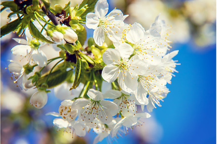 Flowering tree branches in spring, a Nature Photo by yanadjana