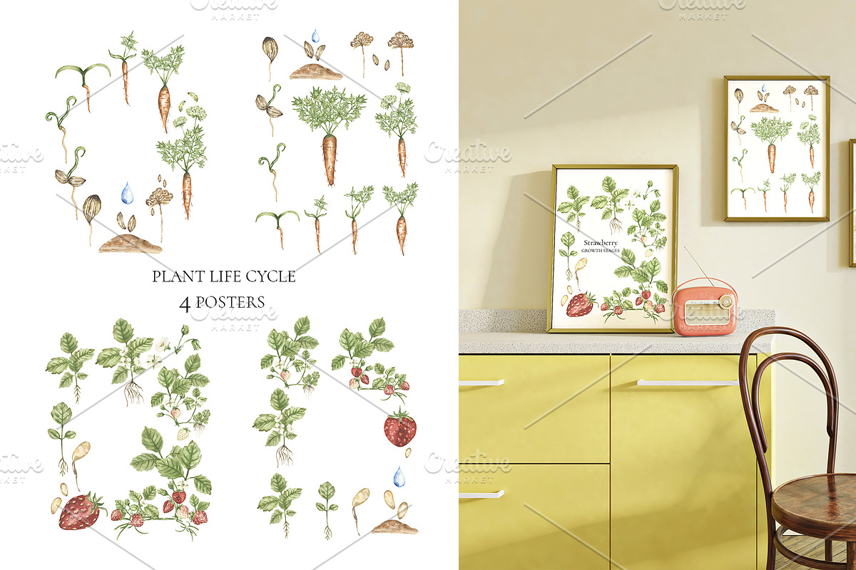 Watercolor Life Cycle Bundle 2, an Education Illustration by MayaNavits (Photo 4 of 14)