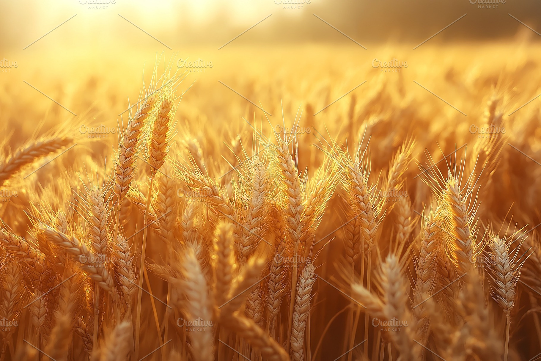 Golden wheat field glowing in the warm evening light, creating a serene and tra, a Background Photo by ImageMir