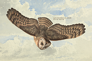 Rare! Meinhold Zoology Cliparts, an Object Graphic by Lilithcollageart (Thumbnail 3 of 11)