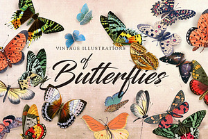 Vintage Illustration Of Butterfly