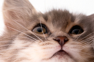 Adorable fluffy kitten face close up against a white background, perfect for pe, an Animal Photo by Ales Munt