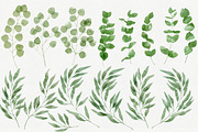 25 Eucalyptus Branches, an Illustration by Helga Wigandt (Thumbnail 2 of 5)