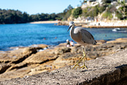 White-faced heron walking along Manly Beach coastline in Sydney,, an Animal Photo by GoodGoods (Thumbnail 1 of 2)