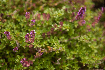Thymus vulgaris - Common Thyme, a Nature Photo by Jan Jack Russo Media