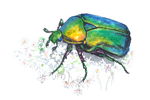 Set Of Watercolor Insects