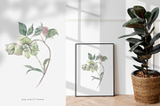 Hellebore. Pencil and watercolor, an Illustration by Tilling (Thumbnail 4 of 6)