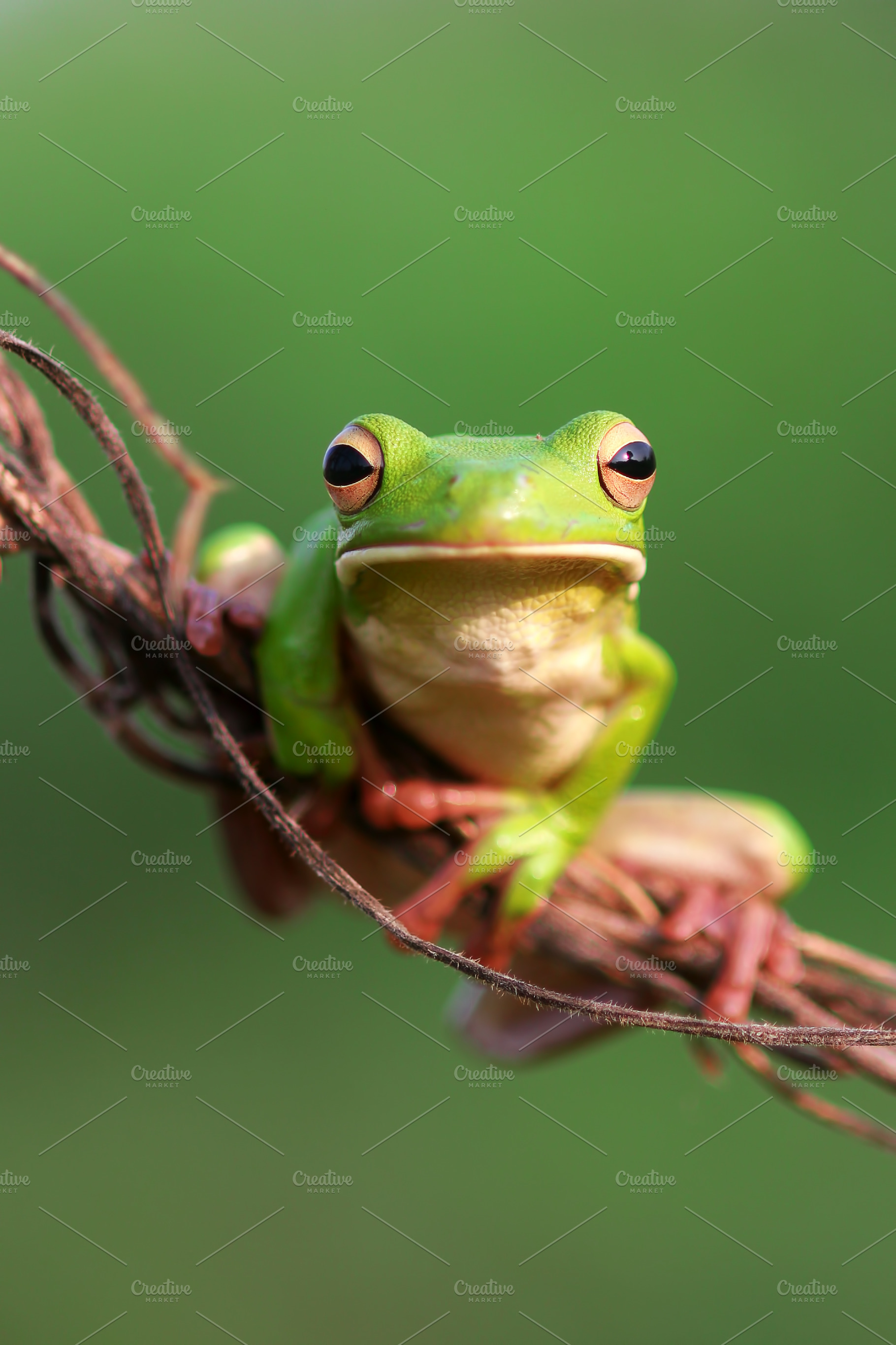 Frogs dumpy frogs white lip frogs stock photo containing snail and close up, an Animal Photo by roni kurniawan