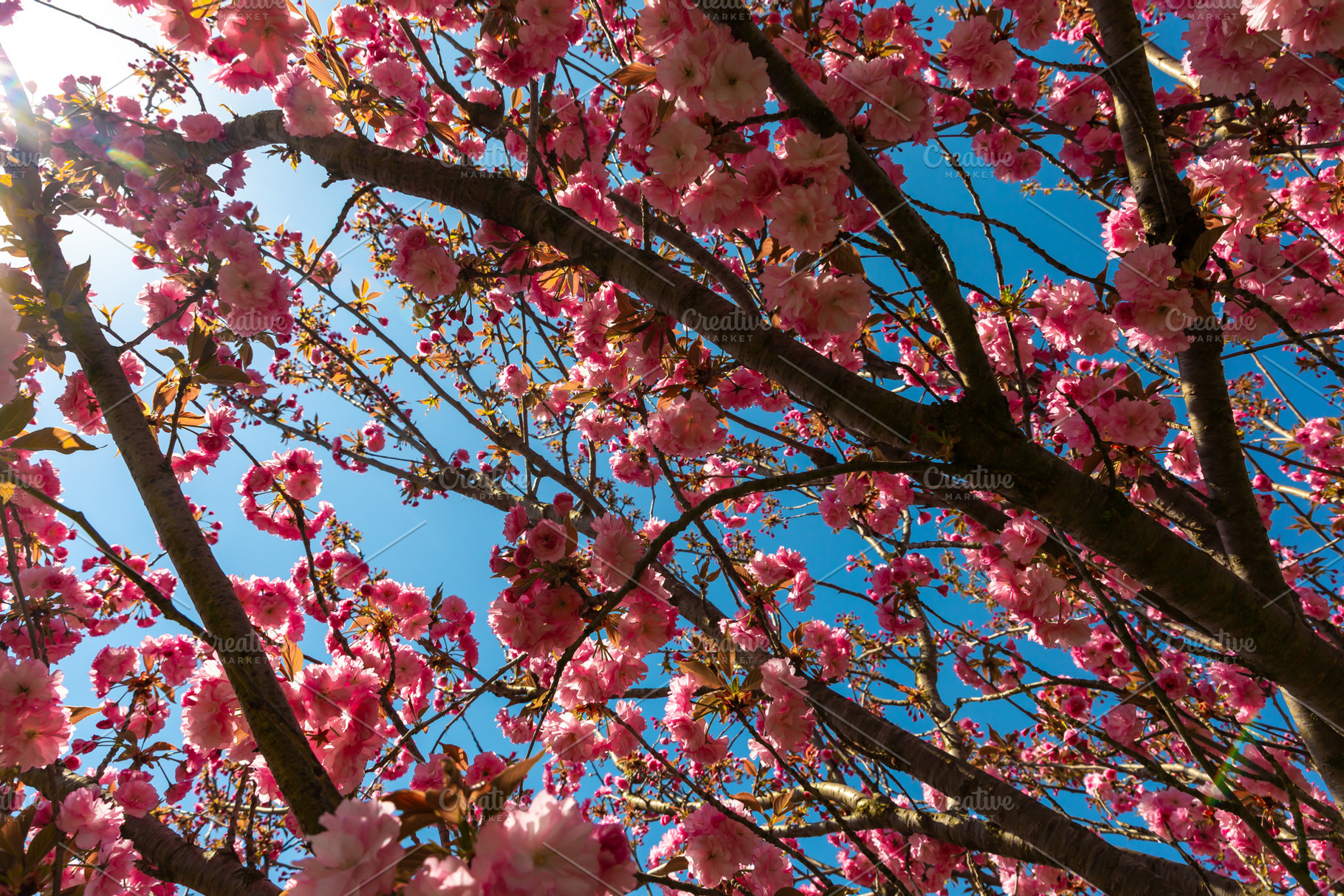 Low-angle view of a cherry blossom tree with dense pink flowers, a Nature Photo by Ales Munt