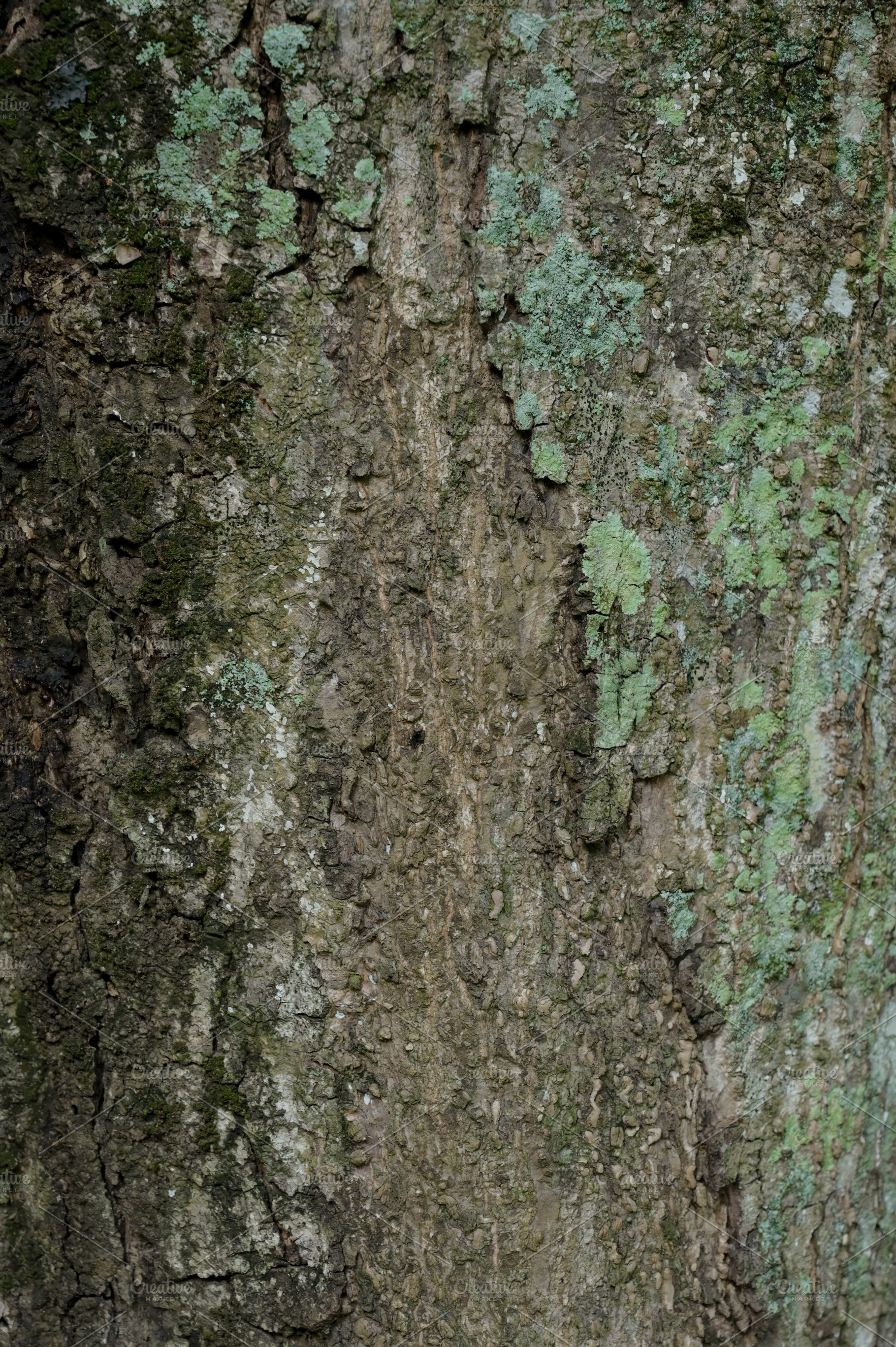 Close Up Texture of bark on a tree, a Photo by Riza Azhari