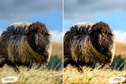 10 Sunlit Meadow Lightroom Presets, a Preset Add-On by LucaTheme (Thumbnail 8 of 9)