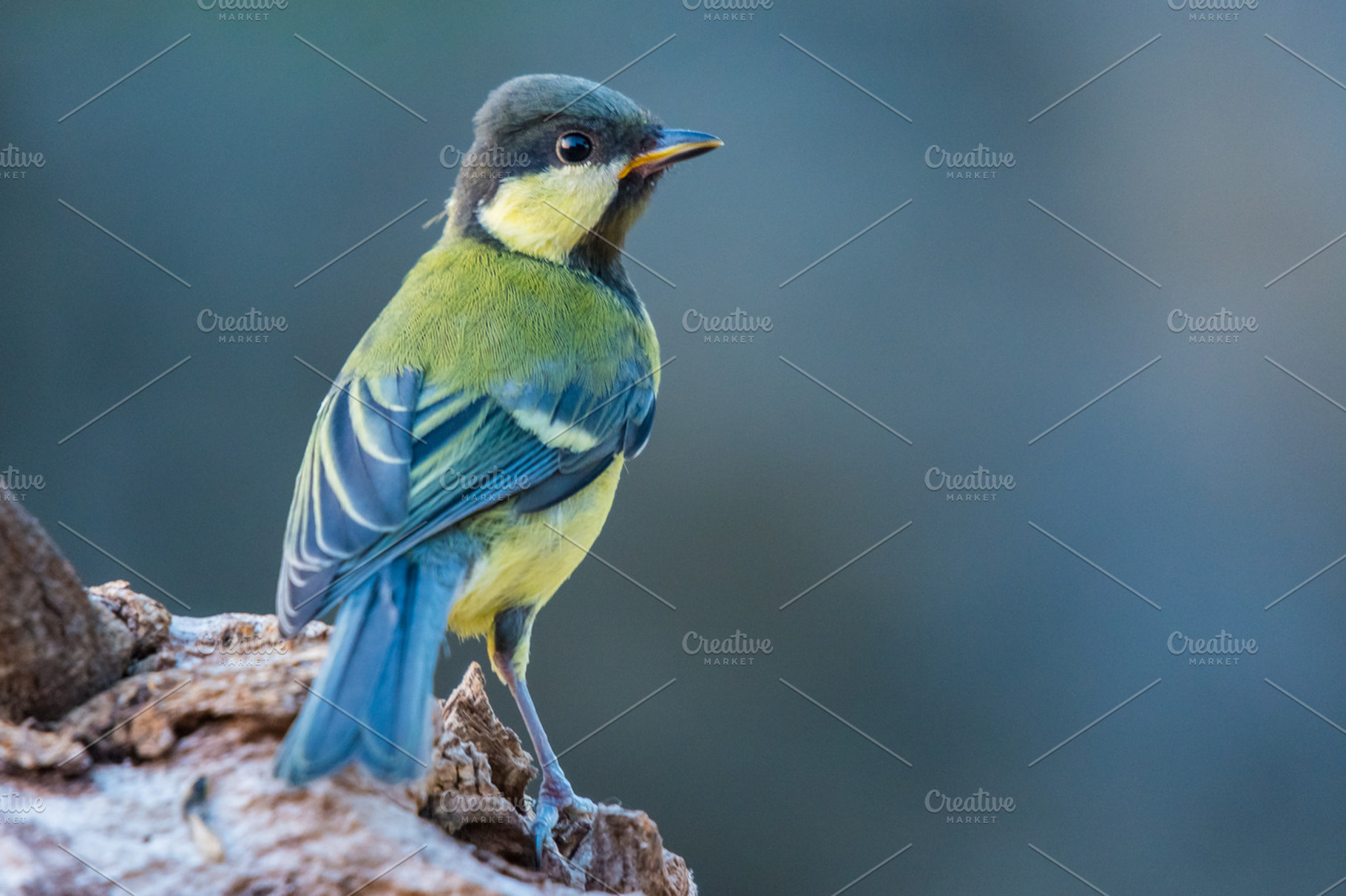 Parus major stock photo containing animal and background