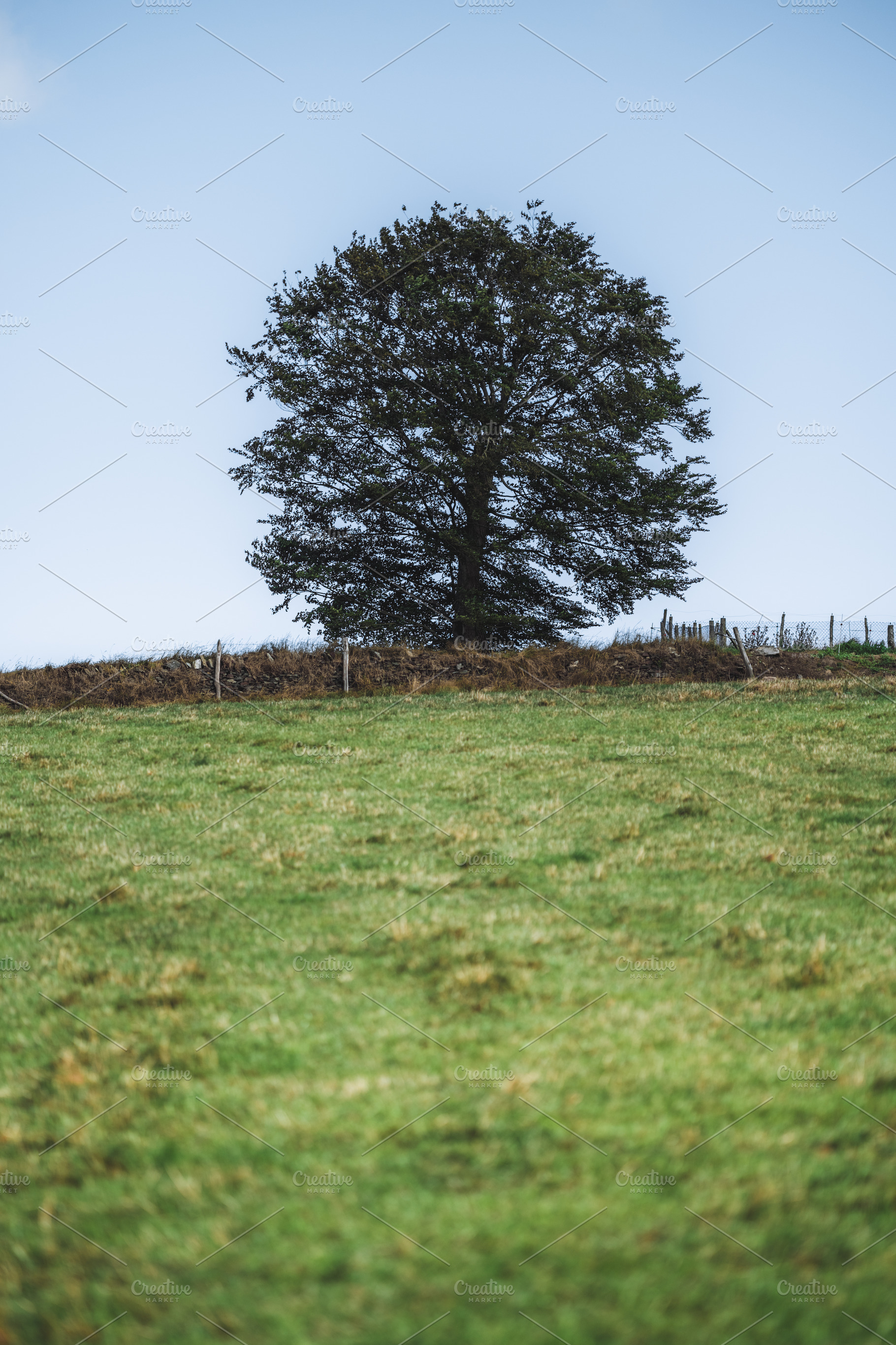 Isolated tree on grassy hillside, a Nature Photo by SkyNext