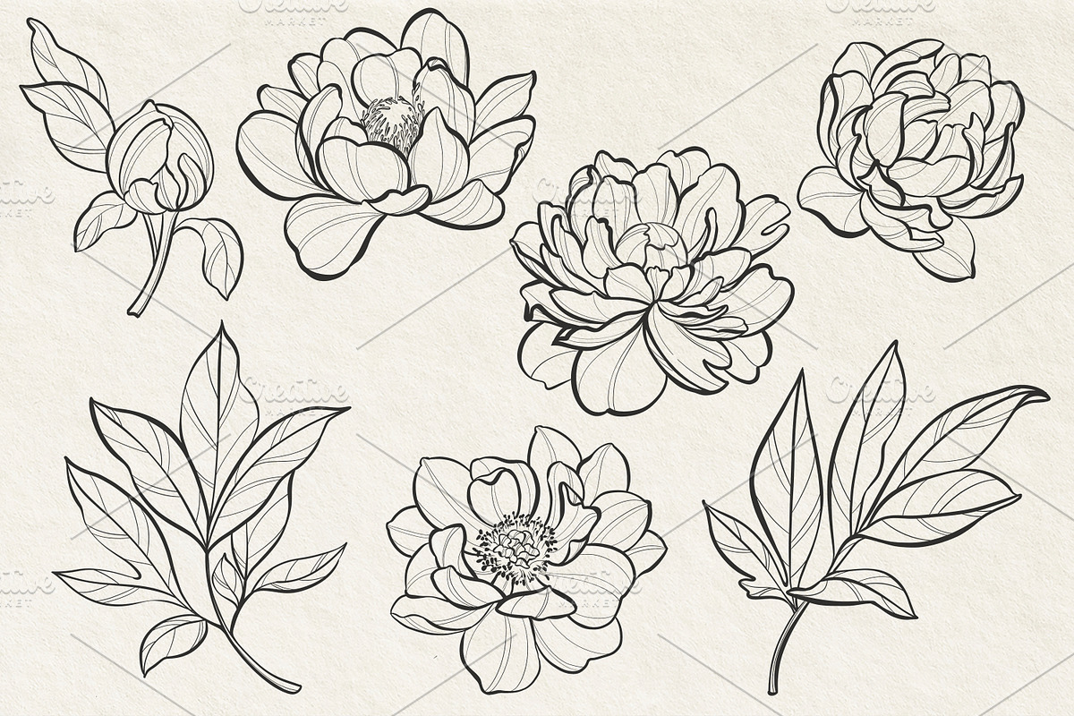 Peonies SVG line art PNG, EPS, PDF, a Decorative Illustration by DamriNa art (Photo 3 of 5)