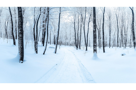 Snow-covered forest with tall, a Nature Photo by Sergey Kotenev