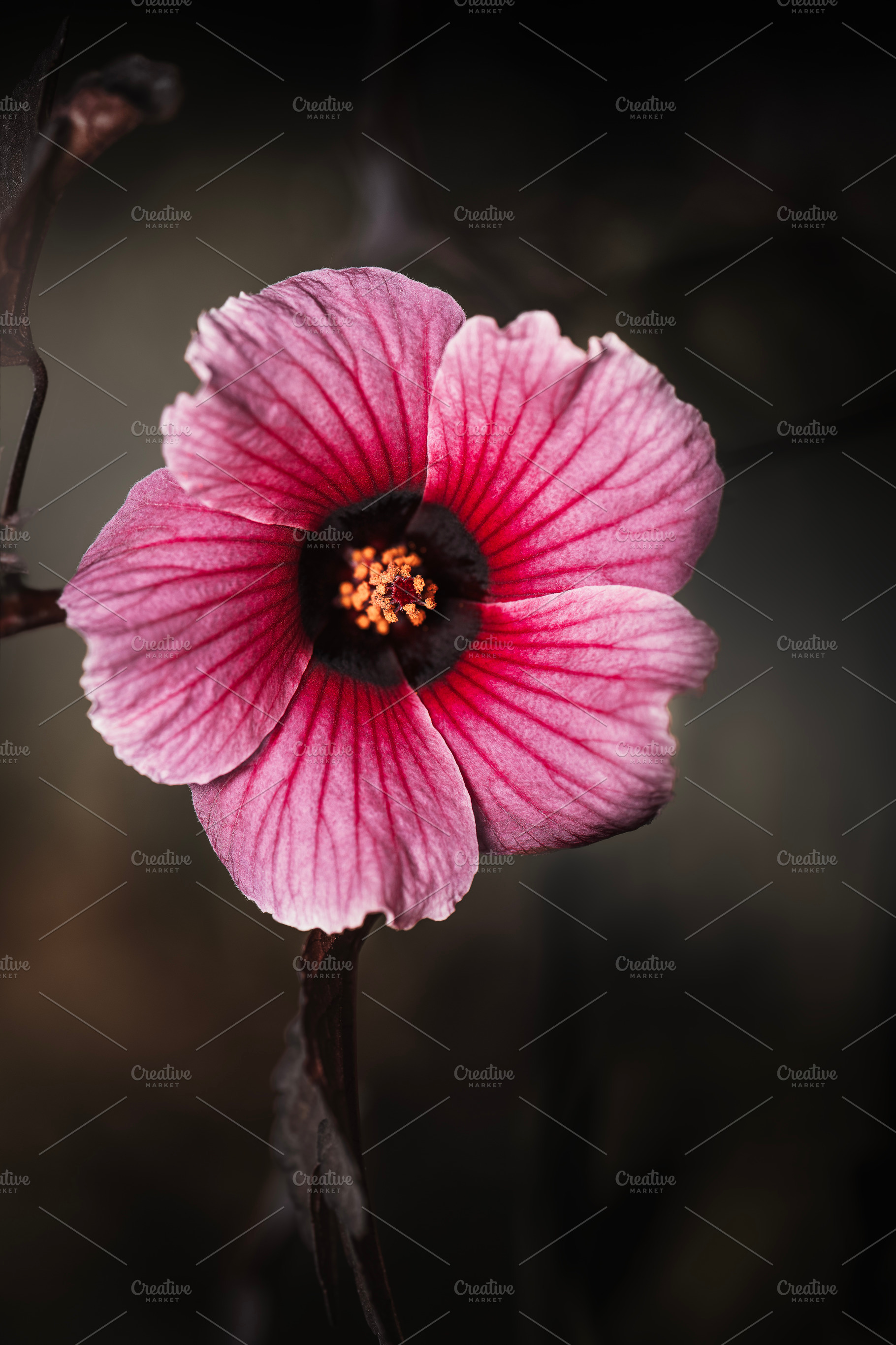 Hibiscus acetosella, a Nature Photo by Rob D Animal Photography
