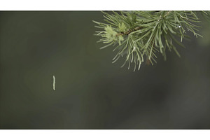 Close Up Of Green Spruce Branch And