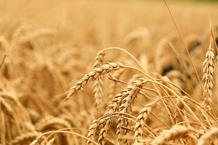 Wheat field. The concept of the global food crisis.