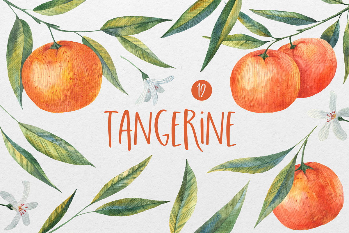 Tangerine & Orange: Hand-Drawn, a Food Illustration by the_myro (Photo 1 of 3)