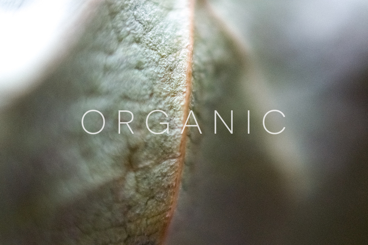 Organic | 20 Botanical Photos, a Nature Photo by Melanie Helena (Photo 19 of 20)