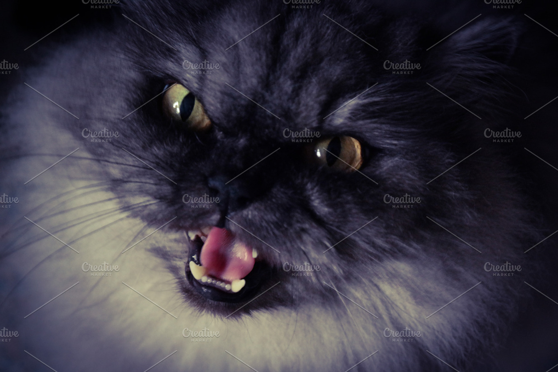 Cat Speaking Stock Picture