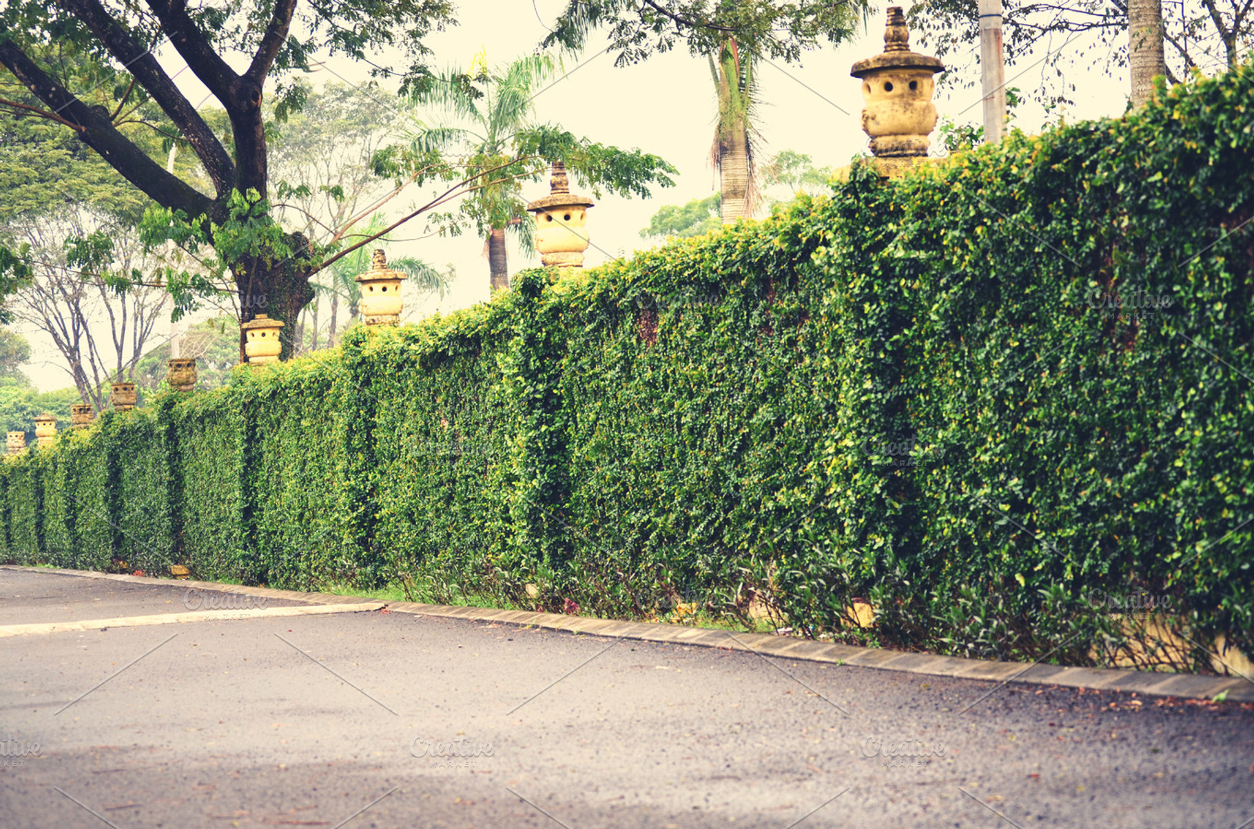 Green Fence And Hedge