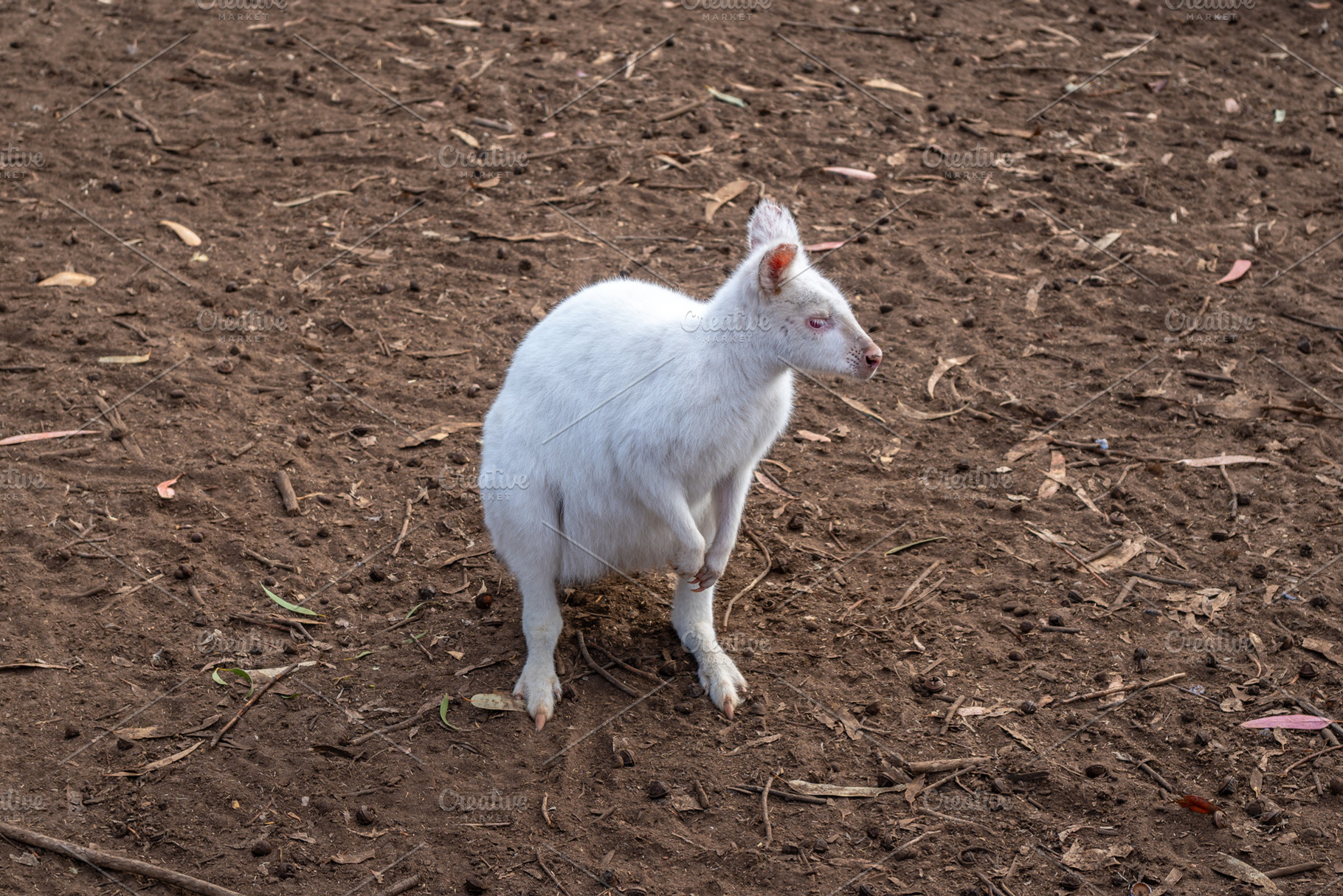 Albino white wallaby standing on dirt ground in Kangaroo Island,, an Animal Photo by GoodGoods
