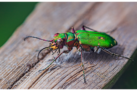 Green Tiger Beetle - Cicindela, an Animal Photo by Lukas Jonaitis SHOP