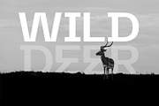 Replicon Typeface, a Sans Serif Font by Foxtype (Thumbnail 6 of 10)