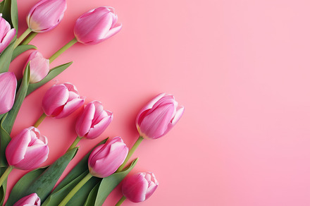Beautiful floral set with spring tulip flowers on a pink background. Spring con, a Photo by José Manuel Gelpi