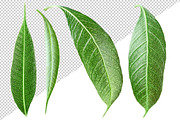 10 glossy leaves, an Object Graphic by Fruits+Veggies (Thumbnail 4 of 4)