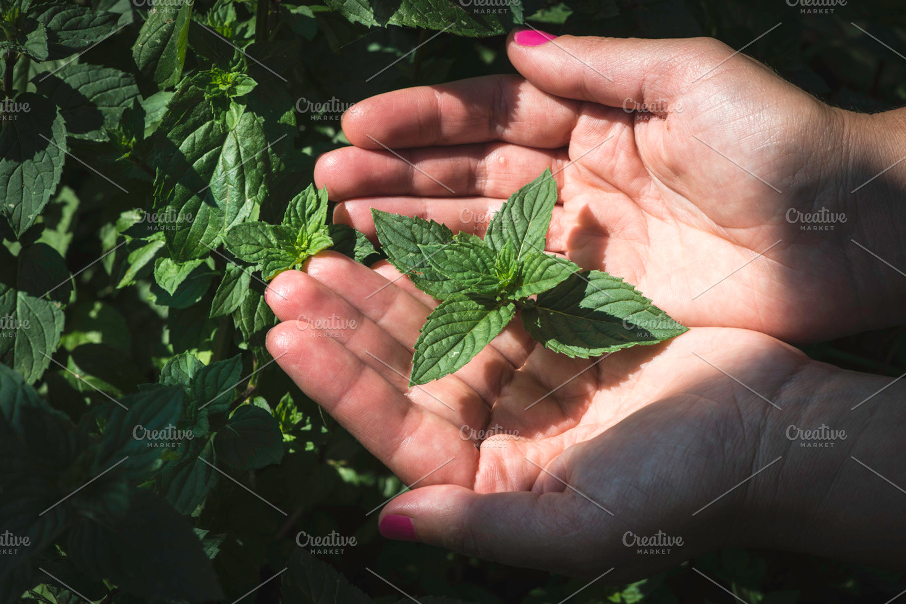 Hands hold mint leaves stock photo containing mint and hand, a Nature Photo by Deyan Georgiev