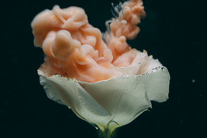 Underwater bloom floral ink background flower art, a Background Photo by Photo Drive Studio