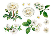 White summer nature illustrations, an Illustration by Sundra (Thumbnail 2 of 5)