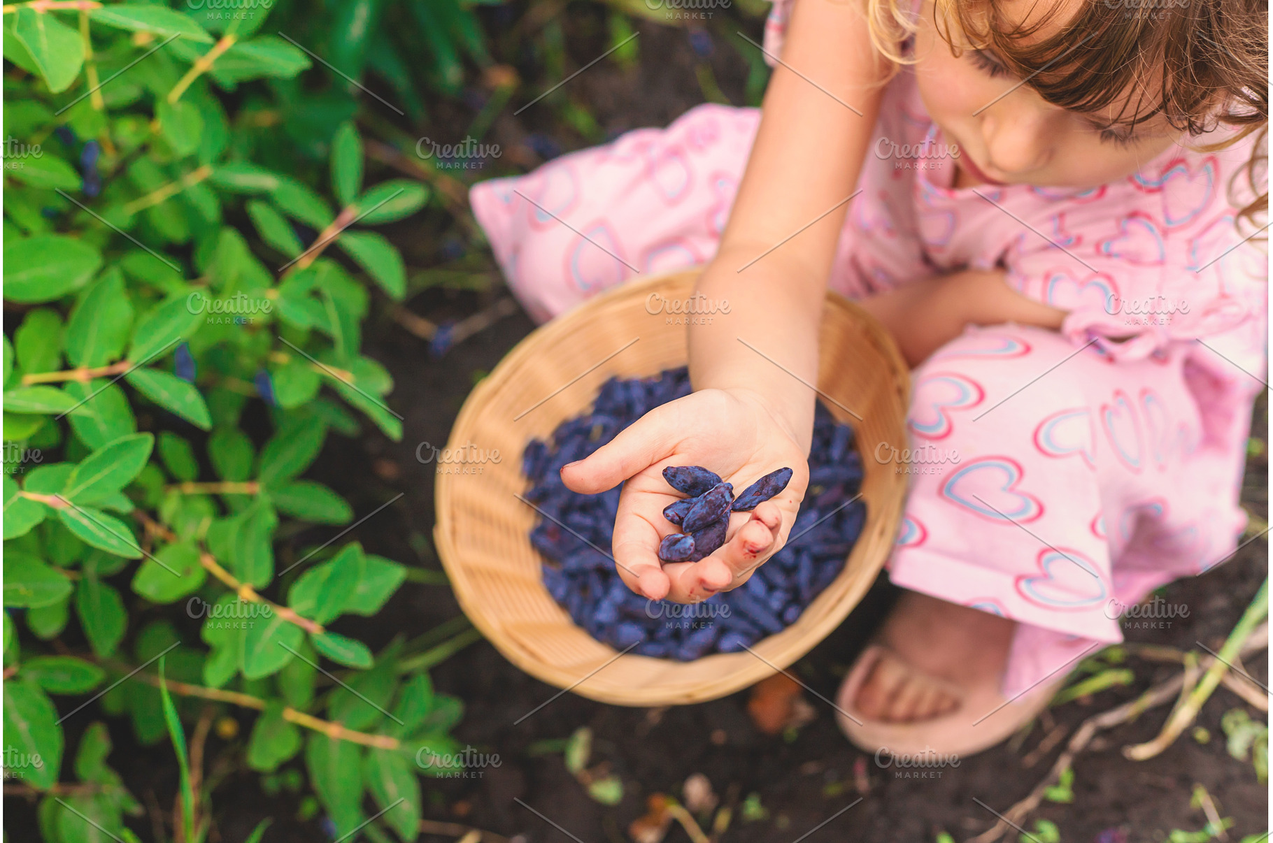 Child picking berries in the garden, a Food & Drink Photo by yanadjana