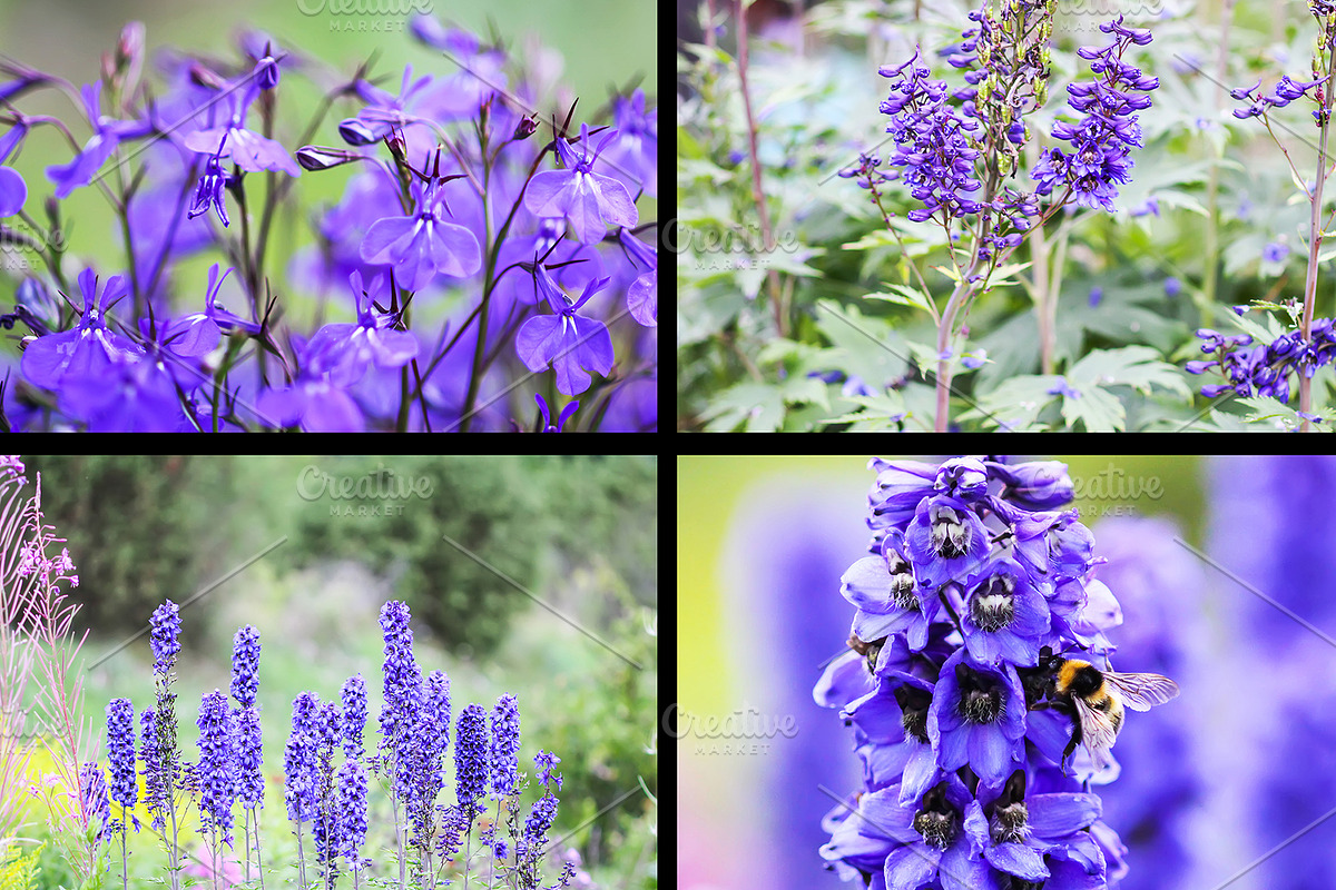 22 stock photos set. Nature, flowers, a Nature Photo by pictures for you (Photo 5 of 6)