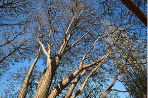Branches of a tall tree stretch, a Nature Photo by darksoul72