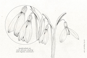 Snowdrop Flowers & Card Templates